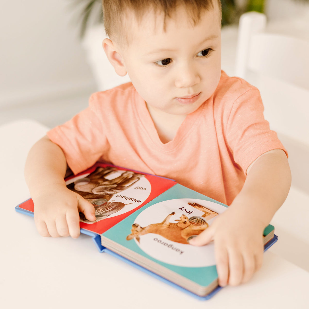 Poke-a-Dot: Wild Animal Families Board Book F3